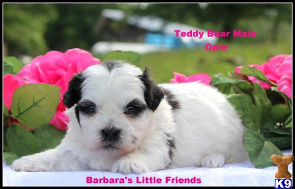 Puppies in Scottsville